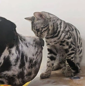 chatterie Bengal